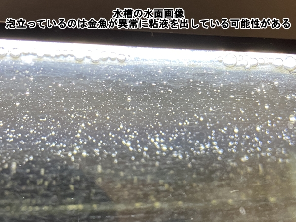 金魚が白点病になった 塩水浴のみでの治し方を時系列で紹介します きんぎょりうむ