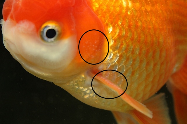 金魚の追星とは 画像付きで説明します きんぎょりうむ