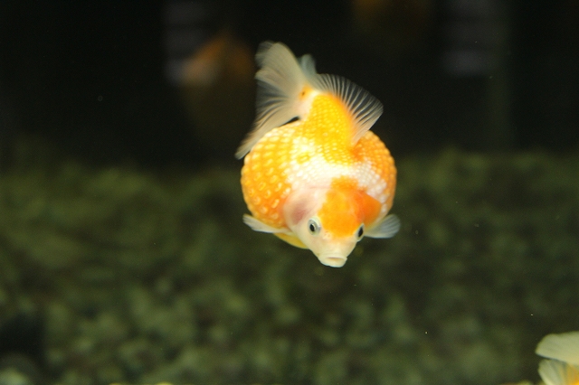 金魚の転覆病とは 治療方法を解説 逆さまになる 浮く 沈む病気 きんぎょりうむ