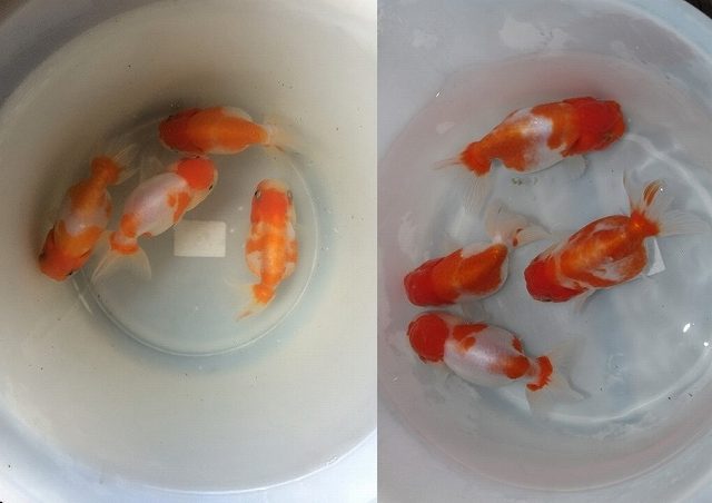 金魚を屋外にて青水 グリーンウォーター で飼育する効果とは きんぎょりうむ