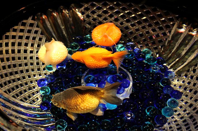 金魚鉢 で 金魚 を 飼う