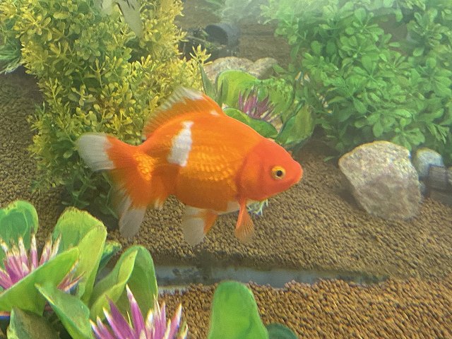 水槽の立ち上げ時の濁りの原因とは 白濁をなくす3つの方法 きんぎょりうむ