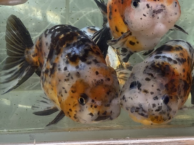 金魚は人になつくって本当 金魚の馴致性について解説します きんぎょりうむ 金魚は人になつくって本当 金魚の馴致性について解説します きんぎょりうむ