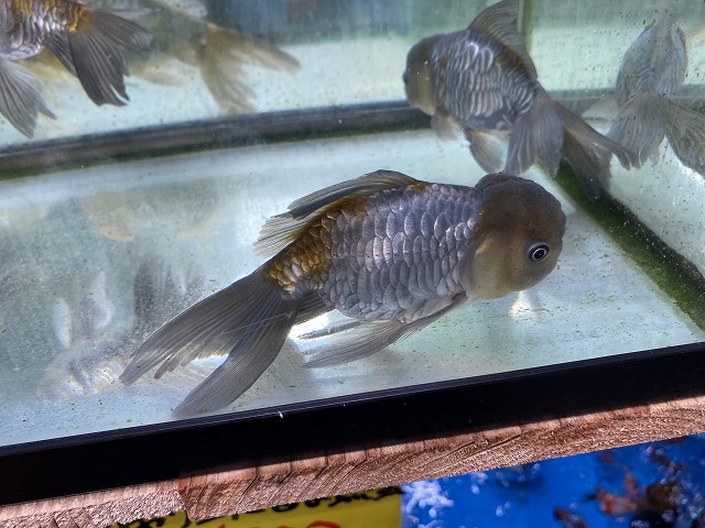 金魚】青文魚の特徴や種類、飼育方法を解説します - きんぎょりうむ