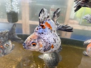 【金魚】琉金の種類や特徴を紹介します - きんぎょりうむ
