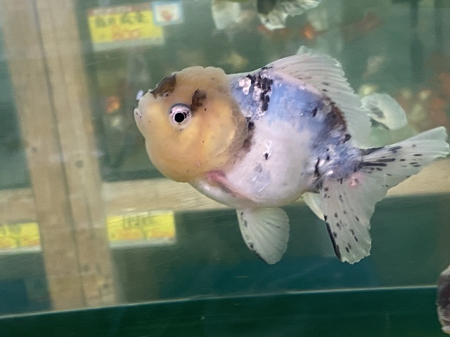 金魚 冬はヒーターを使用したほうがよい きんぎょりうむ