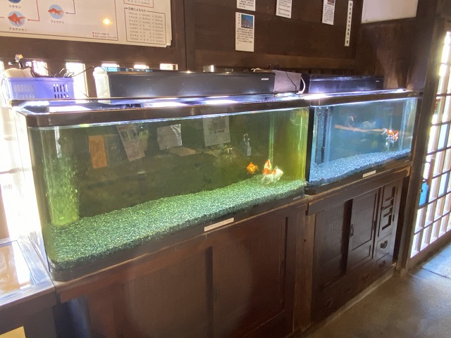金魚水槽の立ち上げ時のバクテリアについて解説します きんぎょりうむ