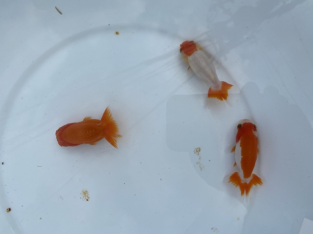 金魚の冬の飼育方法や冬眠について解説 秋の健康状態が重要です きんぎょりうむ