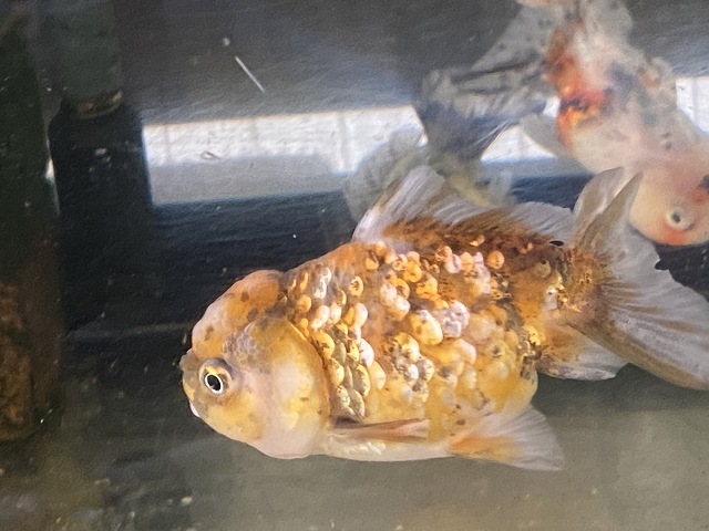 金魚の冬眠中の餌やりはどうしたらいい きんぎょりうむ