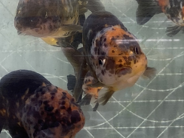 金魚水槽の水温を上げる方法を解説します 上げるペースも含む きんぎょりうむ