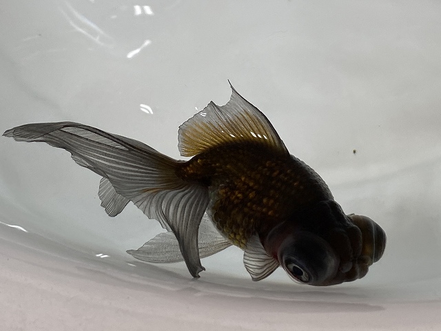 金魚の冬眠準備に必要なことは 夏から秋にかけてが重要 きんぎょりうむ