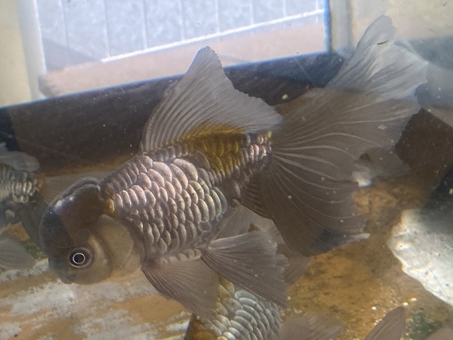金魚】青文魚の大きさはどれぐらい？大きく育てるコツは？ - きんぎょ 