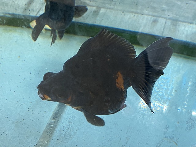 金魚水槽の水温を上げる方法を解説します 上げるペースも含む きんぎょりうむ