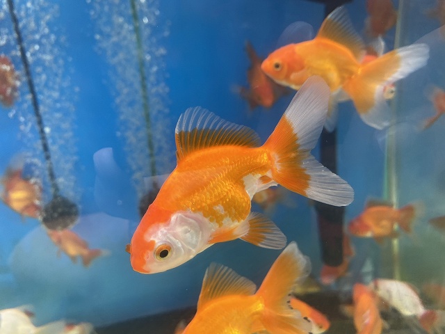 金魚水槽のヒーターの種類と選び方 おすすめ商品を厳選紹介 きんぎょりうむ