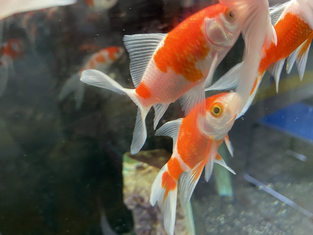 金魚 コメットの飼い方 育て方 飼育方法を網羅的に解説 きんぎょりうむ