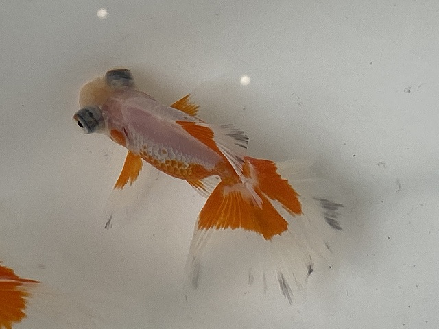 金魚の色が変わる変色 その原因と対処方法とは きんぎょりうむ