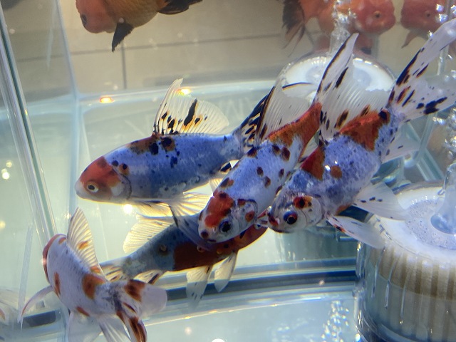 金魚 朱文金の性格は 他の品種一緒に飼える 混泳の相性 きんぎょりうむ 金魚 朱文金の性格は 他の品種一緒に飼える 混泳の相性 きんぎょりうむ