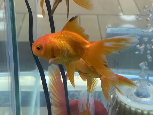 金魚 ベアタンクとは 砂利なし飼育のメリット デメリットを解説 きんぎょりうむ