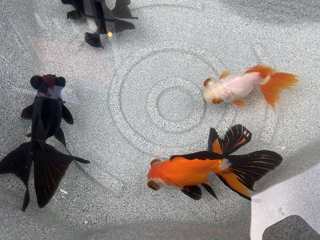 金魚 蝶尾の特徴や種類をご紹介 バリエーション豊かです きんぎょりうむ