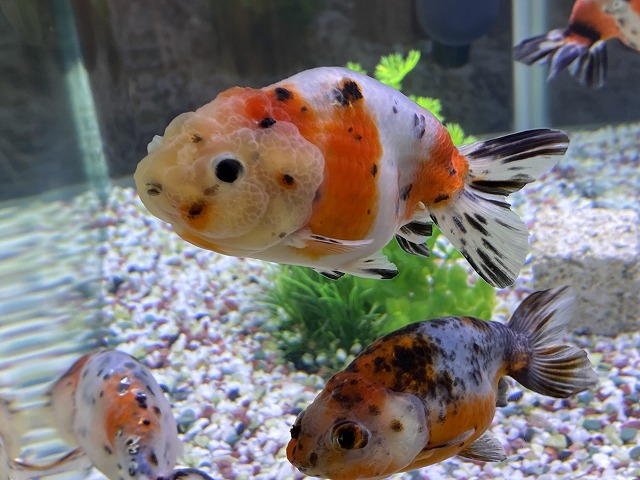 金魚 底面フィルターの使い方やメリット デメリットを解説します きんぎょりうむ