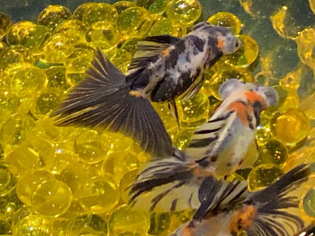 金魚 蝶尾の寿命はどれぐらい 長生きさせるコツは きんぎょりうむ