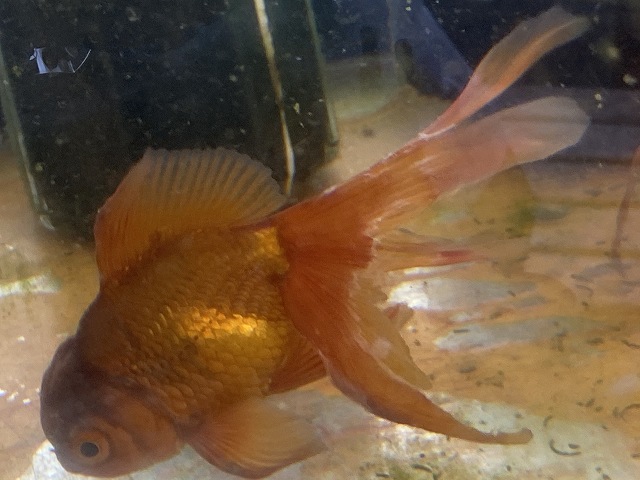 金魚】琉金の飼い方、育て方【飼育方法を網羅的に解説】 - きんぎょりうむ