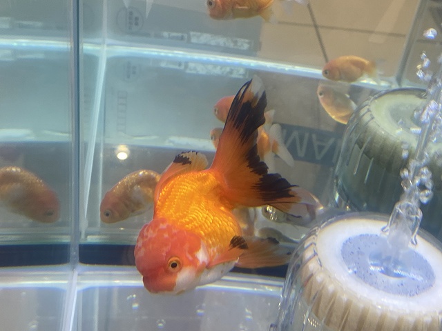 金魚 ベアタンクとは 砂利なし飼育のメリット デメリットを解説 きんぎょりうむ