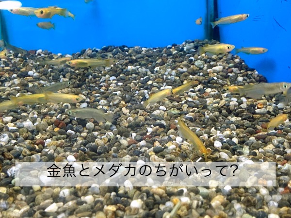 金魚とメダカの違いや共通点は？ - きんぎょりうむ