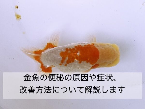 金魚の便秘 原因や症状 改善方法を解説します きんぎょりうむ