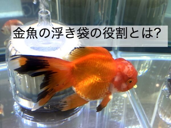 金魚の浮き袋の役割と異常が発生した場合の症状とは きんぎょりうむ 金魚の浮き袋の役割と異常が発生した場合の症状とは きんぎょりうむ