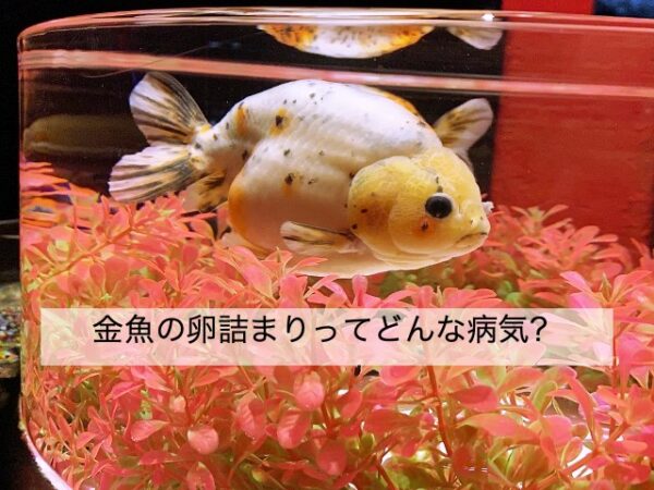 金魚の卵詰まりの症状や原因 治療方法について きんぎょりうむ