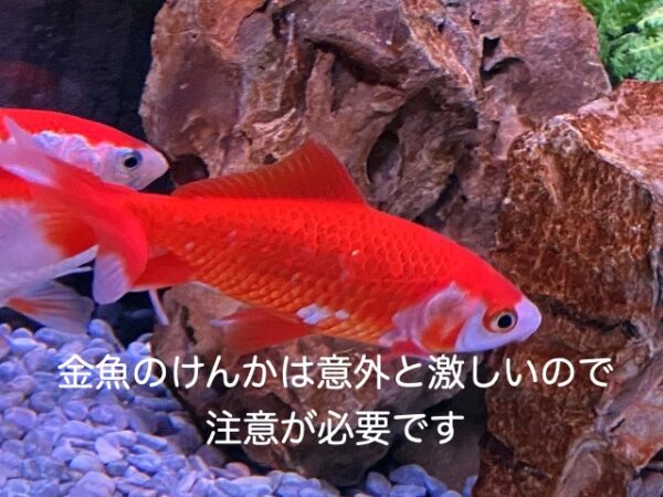 金魚を水道水そのままで飼育すると死ぬ 死なない きんぎょりうむ