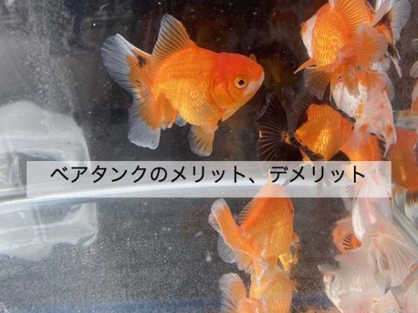 金魚 ベアタンクとは 砂利なし飼育のメリット デメリットを解説 きんぎょりうむ