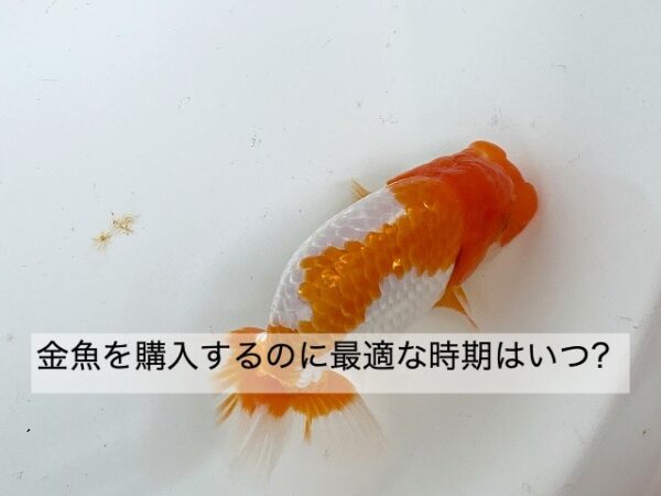 金魚は酸素なしでも飼育できるの について解説します きんぎょりうむ