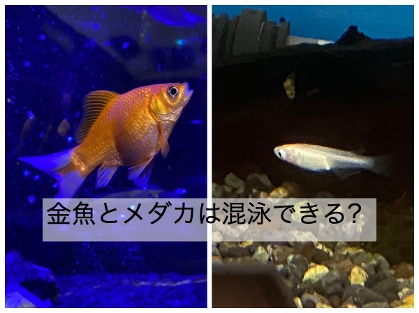 金魚とメダカを一緒に飼育（混泳）するためのポイントとは - きんぎょ 