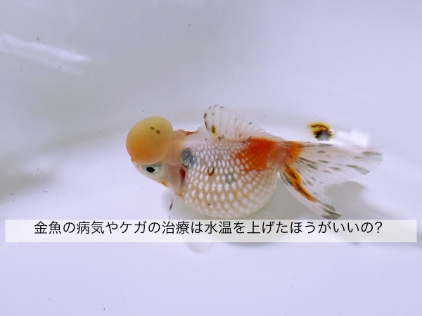 金魚の鼻上げの原因は 水面で口をパクパクするのは要注意 きんぎょりうむ