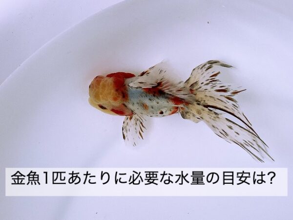 金魚１匹あたりに必要な水量の目安は 説の検証によって考える きんぎょりうむ