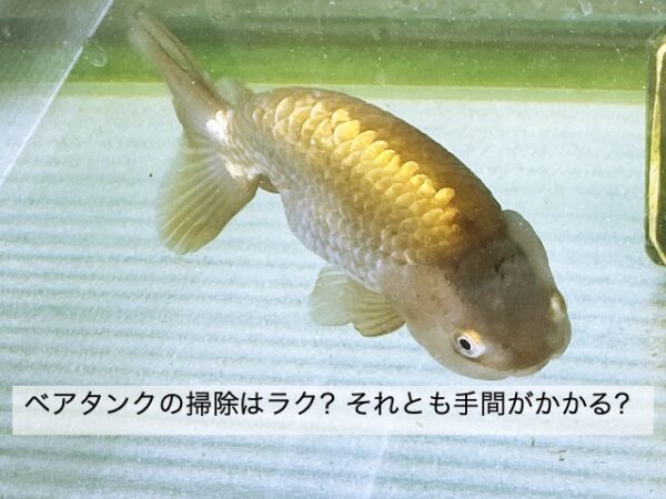 金魚のベアタンクの掃除は楽 それとも手間 きんぎょりうむ
