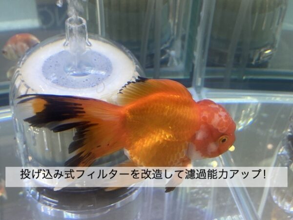 金魚は酸素なしでも飼育できるの について解説します きんぎょりうむ