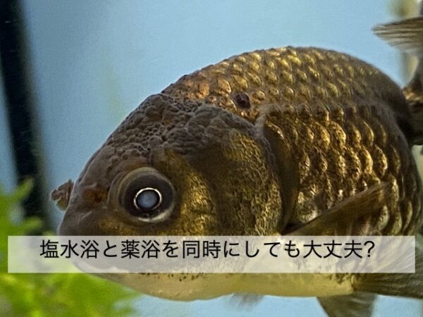 金魚 塩水浴と薬浴とは 同時にしても大丈夫 きんぎょりうむ