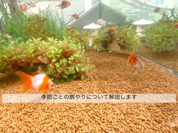 金魚の季節ごとの餌やりを解説します きんぎょりうむ